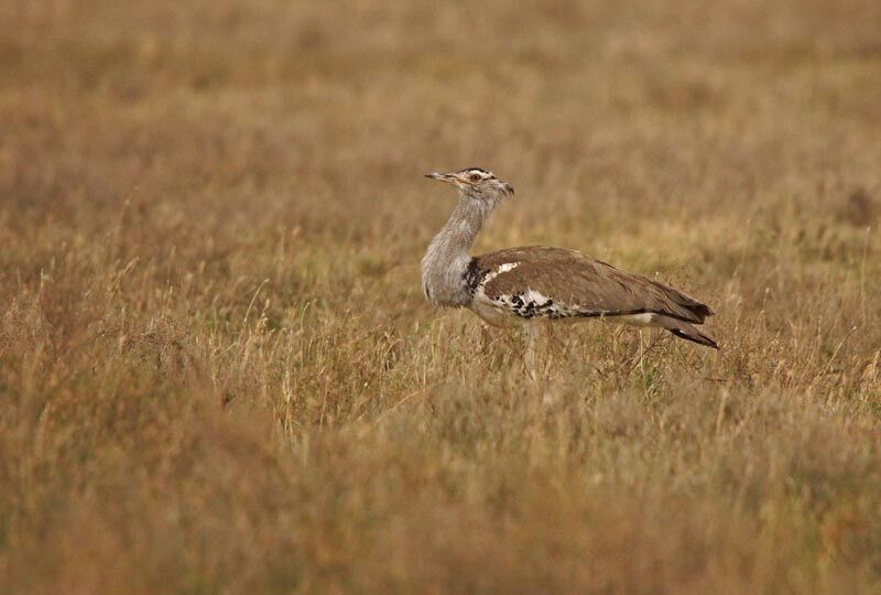 Kori Bustard