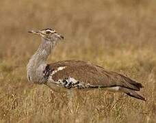 Kori Bustard