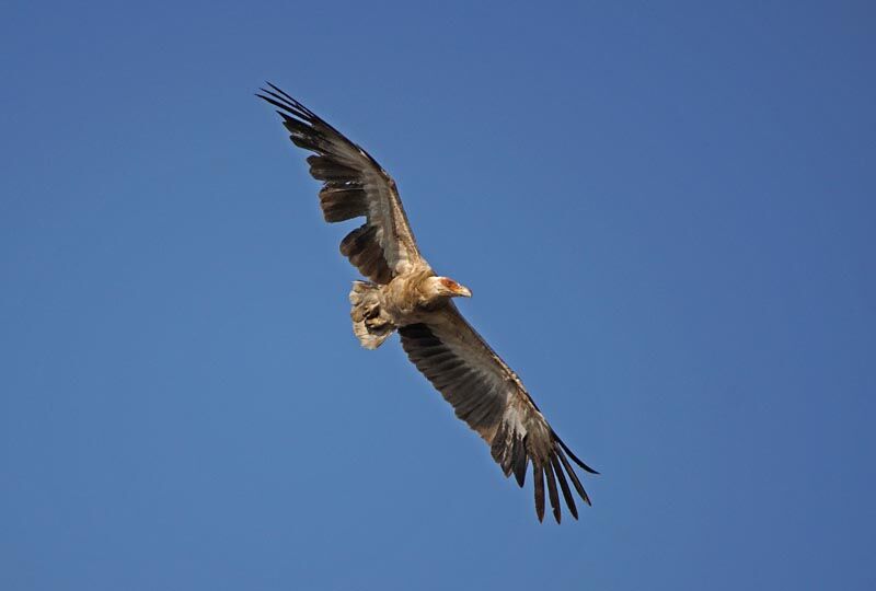 Palm-nut Vulture