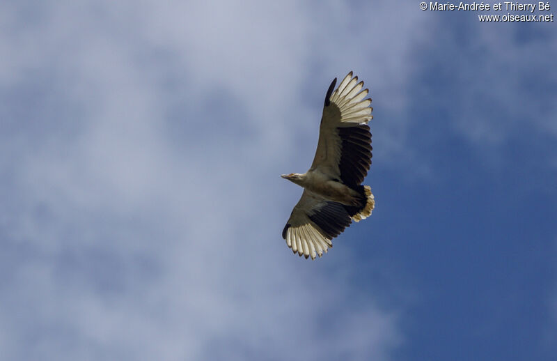Palm-nut Vulture, Flight