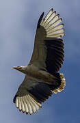 Palm-nut Vulture