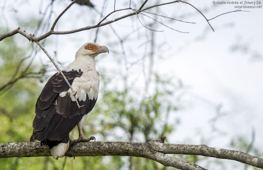 Palm-nut Vulture