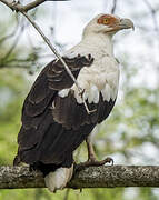 Palm-nut Vulture