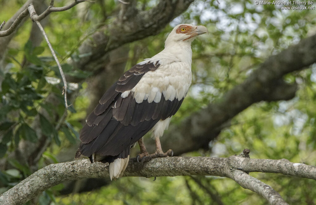 Palm-nut Vulture