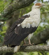 Palm-nut Vulture