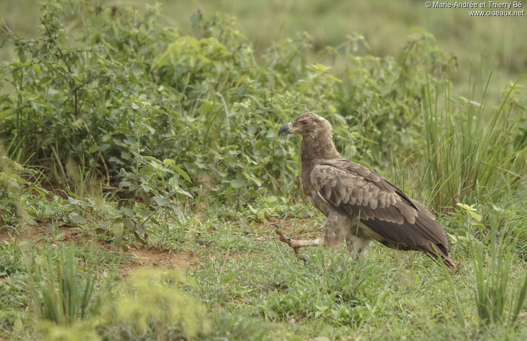 Palm-nut Vulturejuvenile