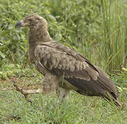 Palm-nut Vulture