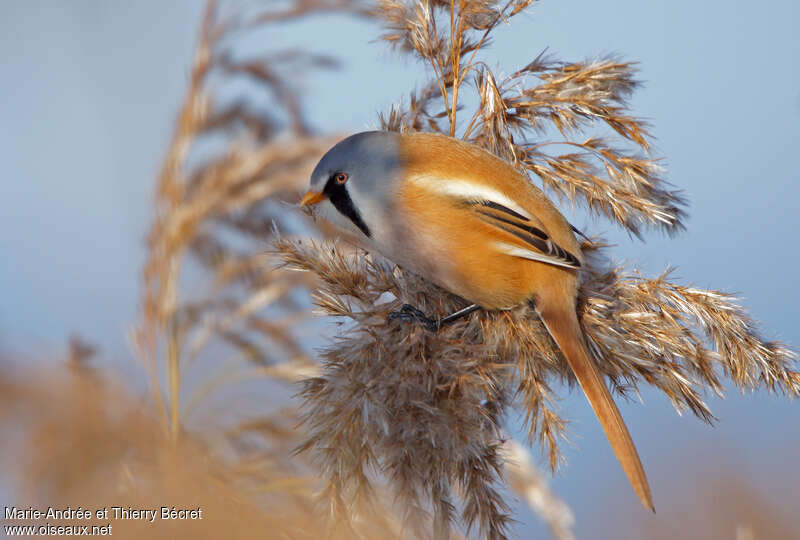 Bearded Reedling male adult, feeding habits, eats