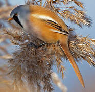 Bearded Reedling