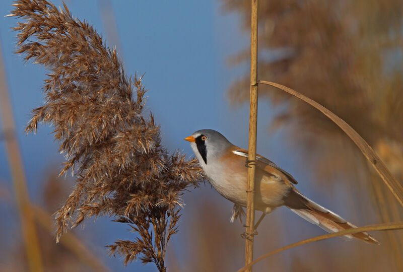 Bearded Reedling male