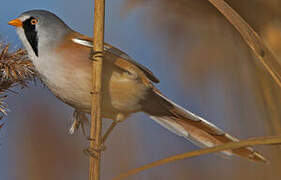 Bearded Reedling