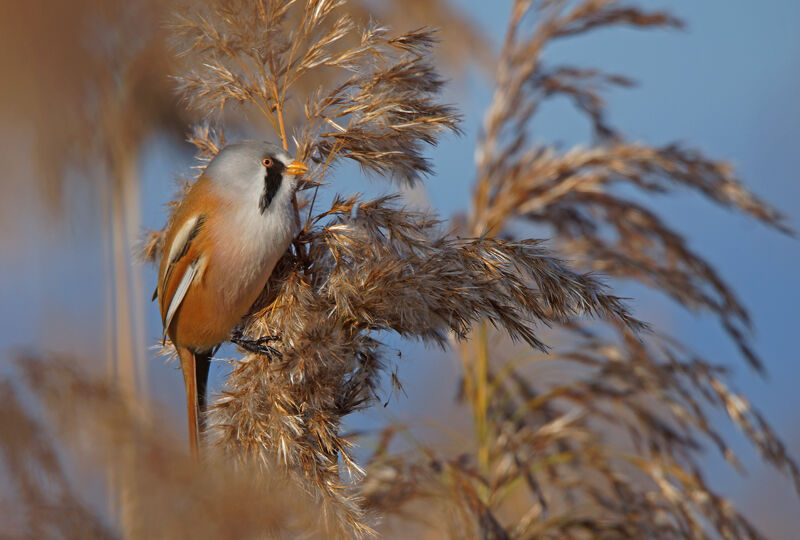 Bearded Reedling male