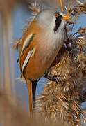 Bearded Reedling