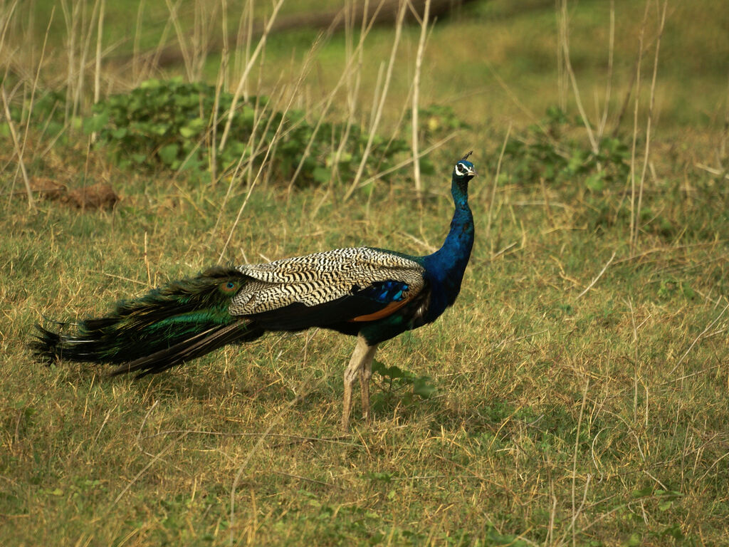 Indian Peafowl