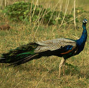 Indian Peafowl