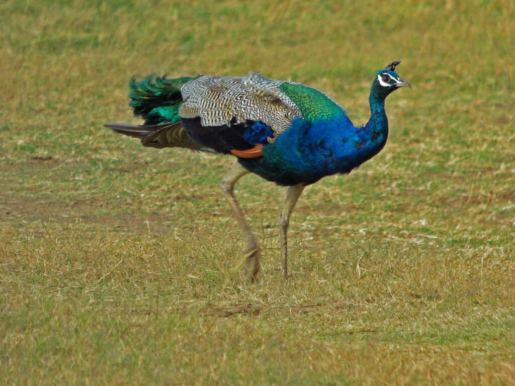 Indian Peafowl