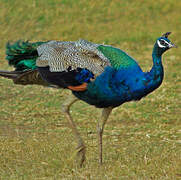 Indian Peafowl