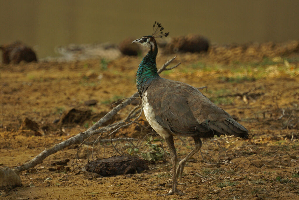 Indian Peafowl female