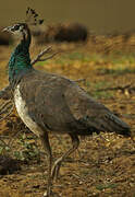 Indian Peafowl