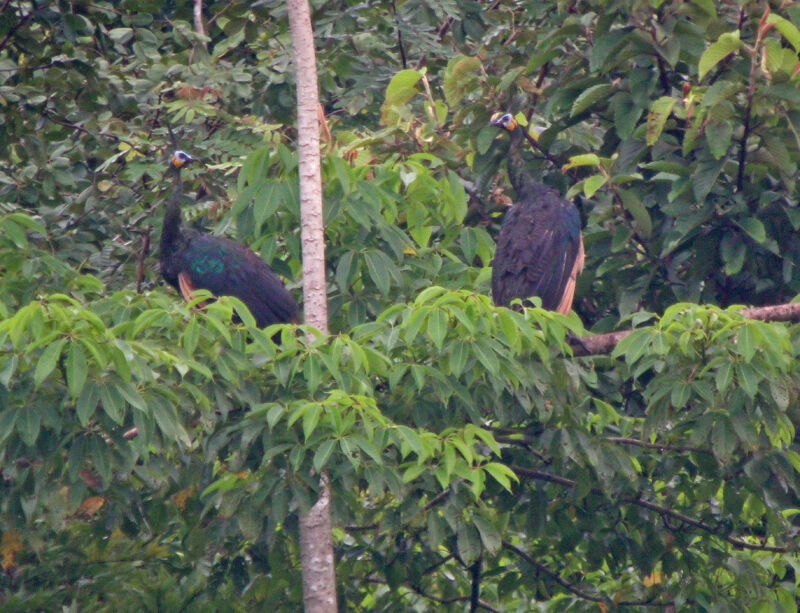 Green Peafowl