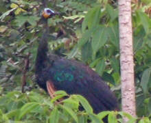 Green Peafowl