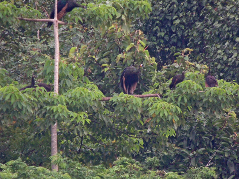 Green Peafowl