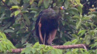 Green Peafowl