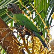 Red-fan Parrot