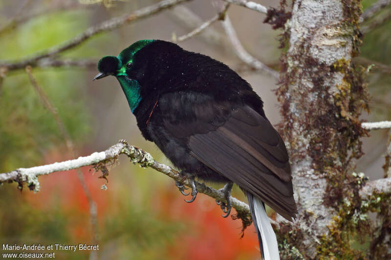 Ribbon-tailed Astrapia male adult, aspect