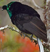 Ribbon-tailed Astrapia