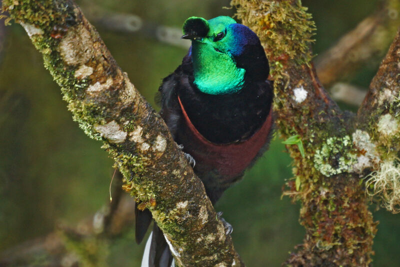 Ribbon-tailed Astrapia male