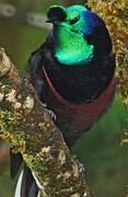 Ribbon-tailed Astrapia