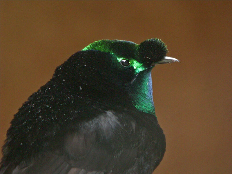 Ribbon-tailed Astrapia male