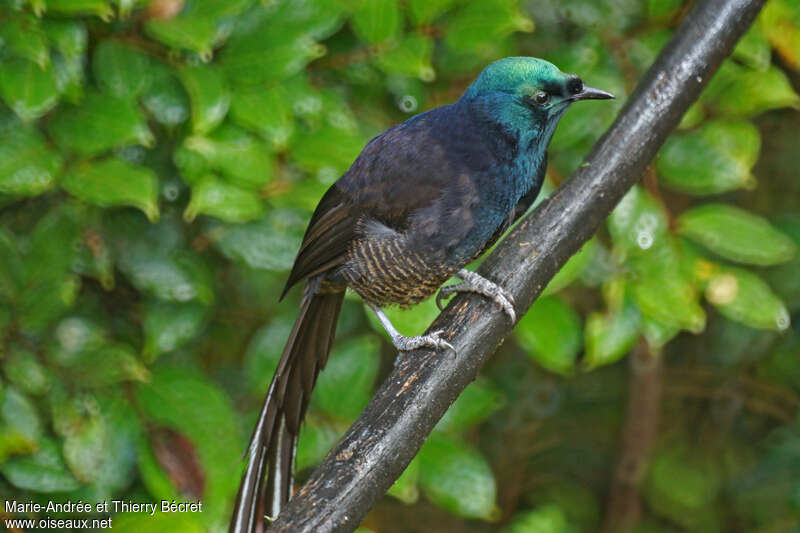 Paradisier à rubans mâle immature, identification