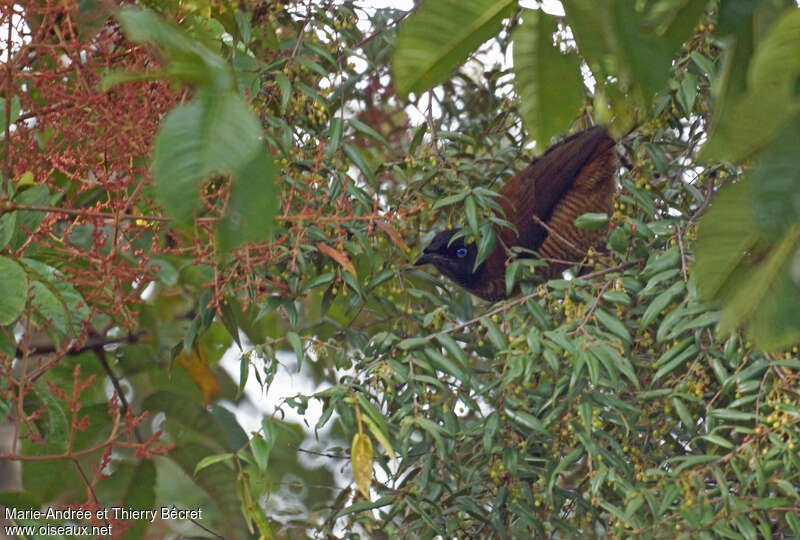 Lawes's Parotia female