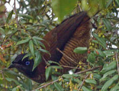 Lawes's Parotia