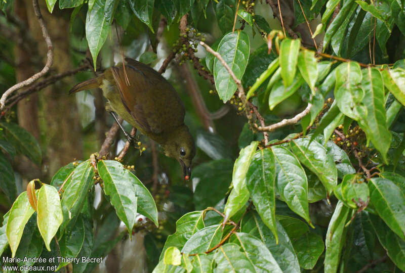 Loria's Satinbird female