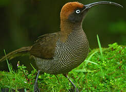 Brown Sicklebill