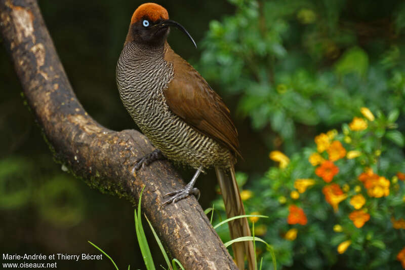 Brown Sicklebill female adult