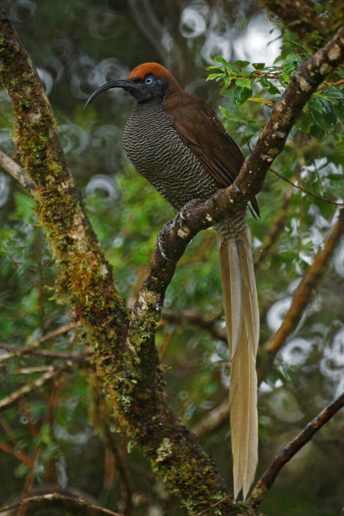 Brown Sicklebill