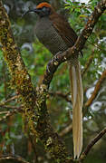 Brown Sicklebill