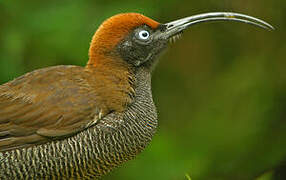 Brown Sicklebill