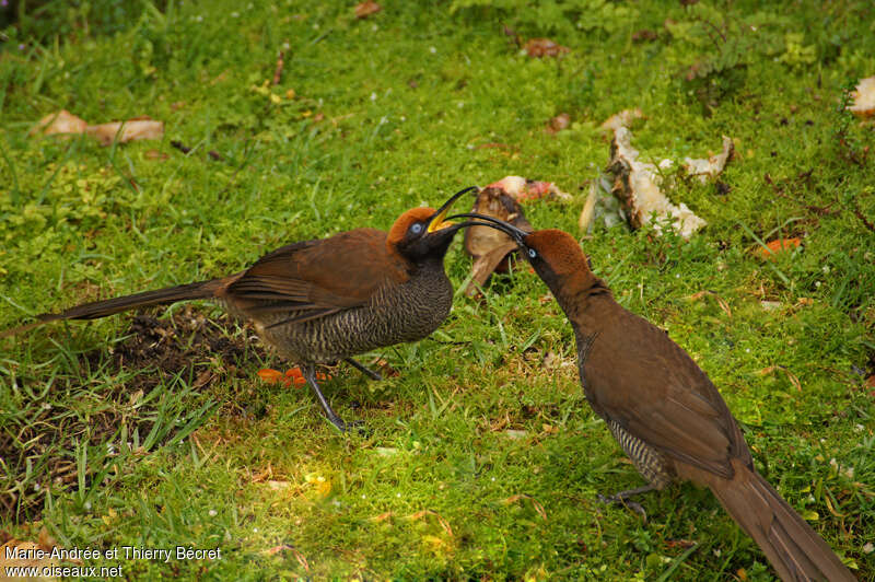 Brown Sicklebill, Reproduction-nesting