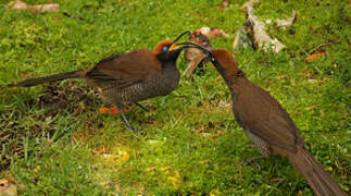 Brown Sicklebill