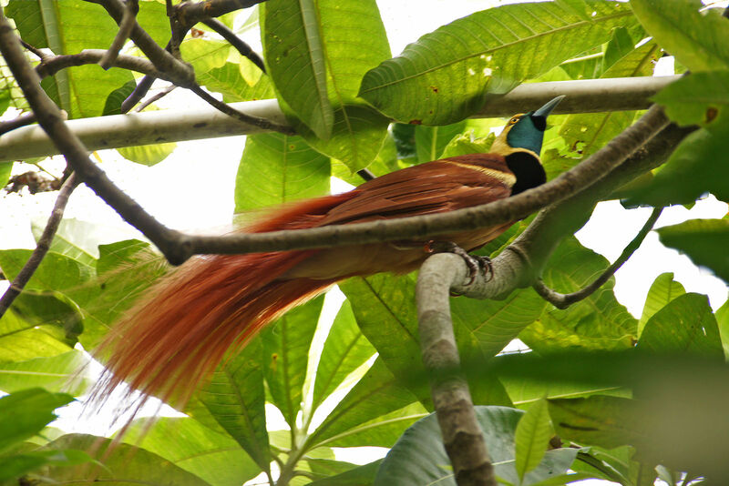 Raggiana Bird-of-paradise male