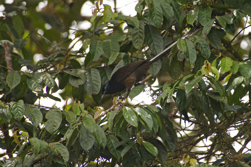 Princess Stephanie's Astrapia