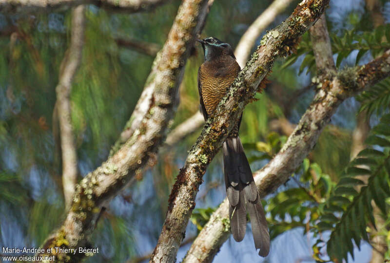 Princess Stephanie's Astrapia female adult