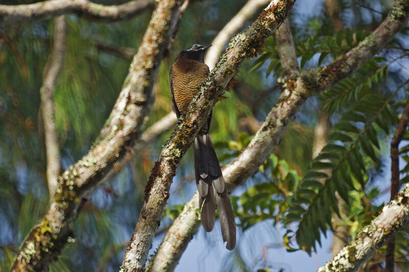 Princess Stephanie's Astrapia female adult