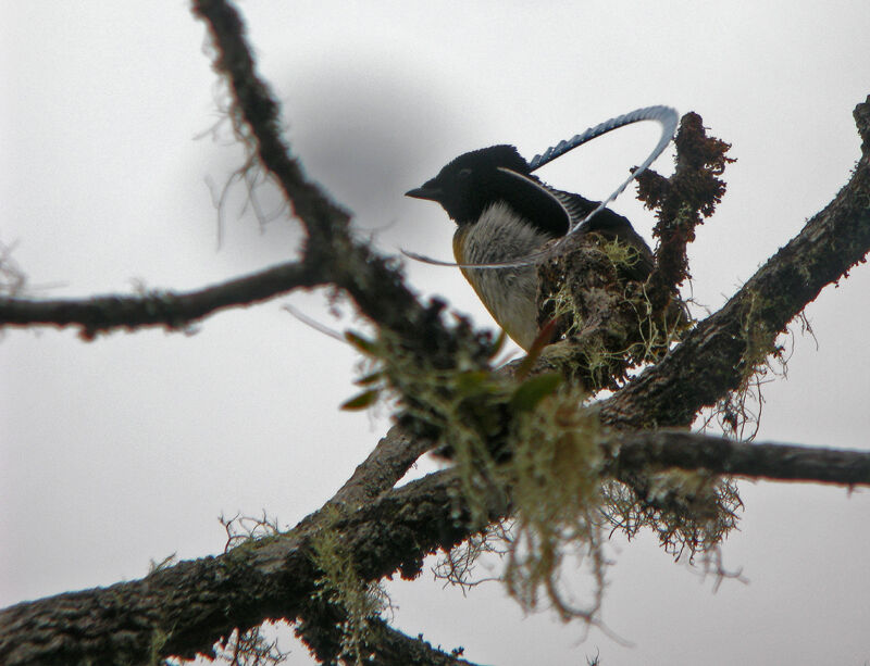 King of Saxony Bird-of-paradise male