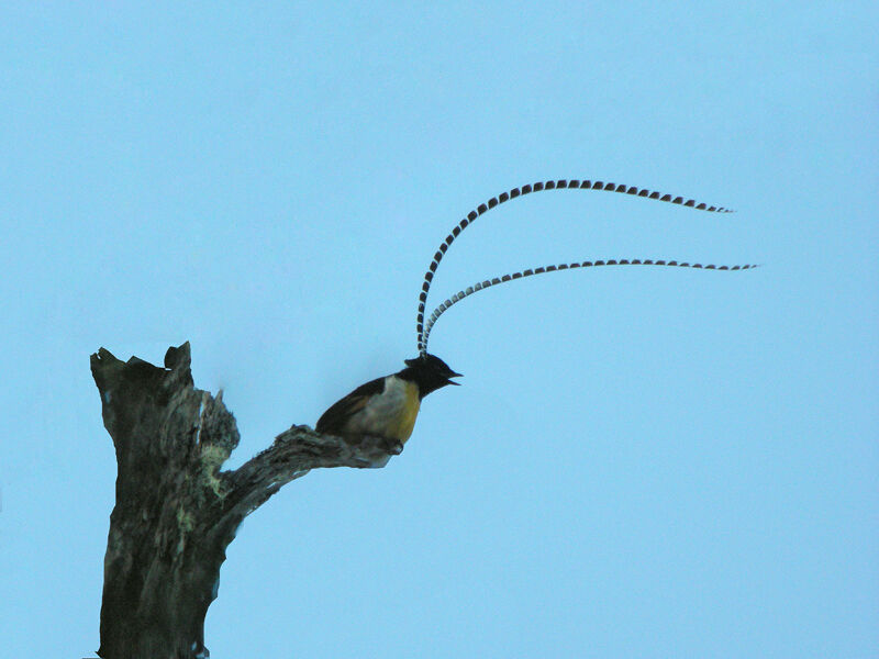 King of Saxony Bird-of-paradise male